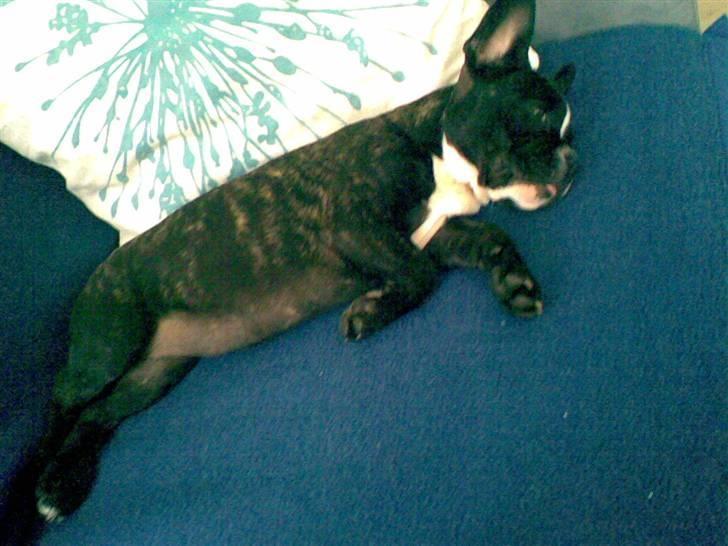 Blanding af racer mille billede 13