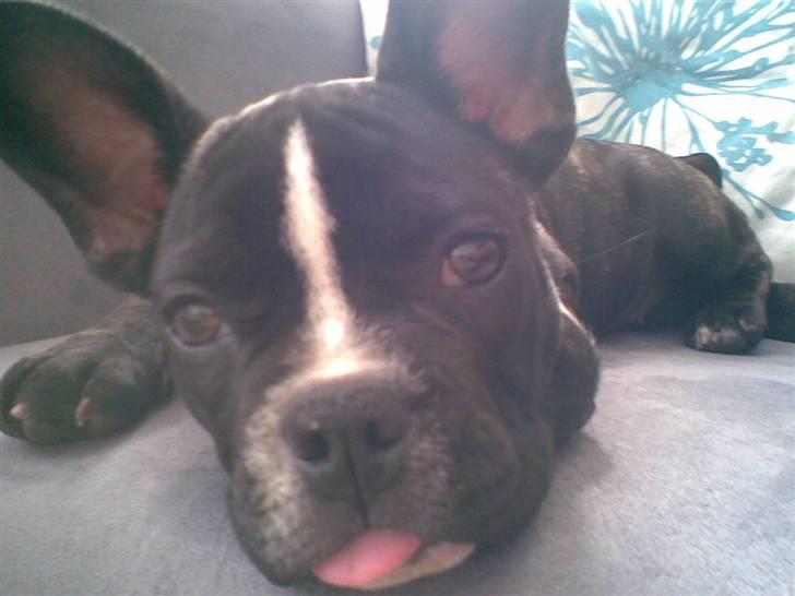 Blanding af racer mille billede 14