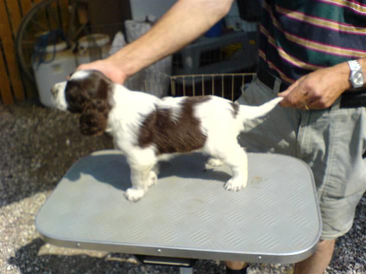 Engelsk springer spaniel Licensee Bodyguard billede 1