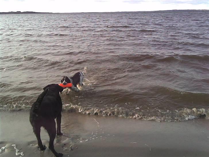 Engelsk springer spaniel Licensee Bodyguard - her er jeg ude og lege med naboens hund billede 2