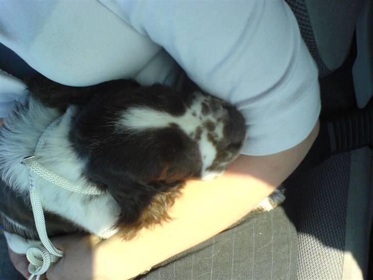 Engelsk springer spaniel Licensee Bodyguard - nu har mor og far endelig hente mig og tager mig med hjem til jylland billede 3