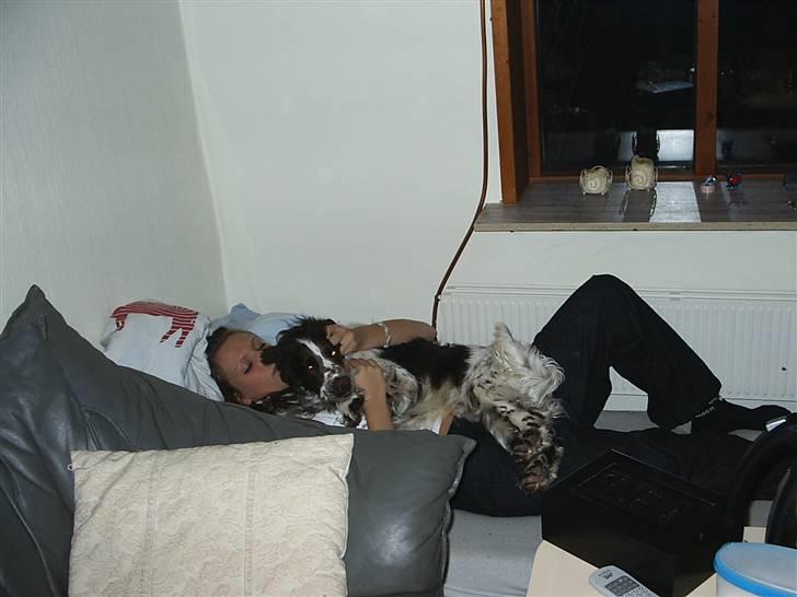 Engelsk springer spaniel Licensee Bodyguard - nu er jeg blevet lidt ældrer og lidt mere legesyg billede 5