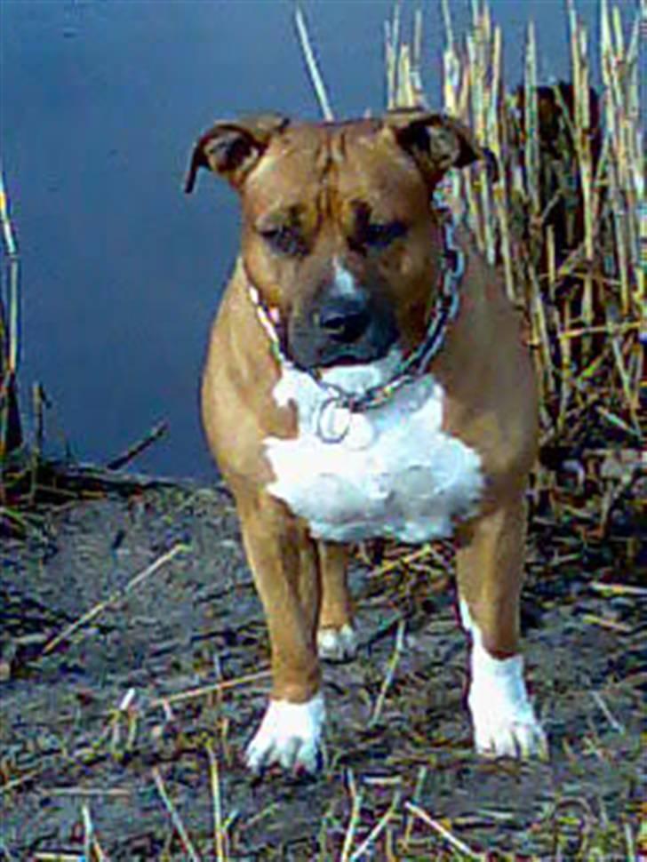 Amerikansk staffordshire terrier hansen - lidt dred er han da den gamle,gg billede 1