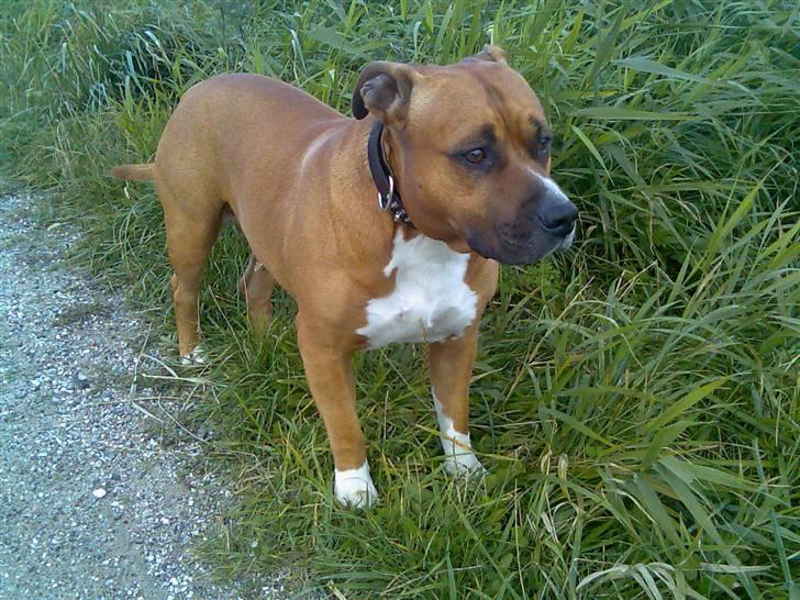 Amerikansk staffordshire terrier hansen billede 2