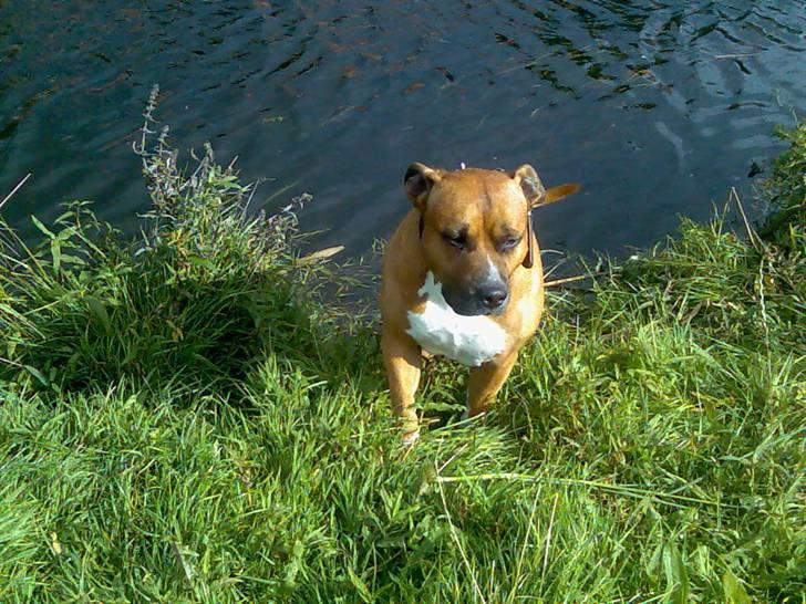 Amerikansk staffordshire terrier hansen - ved åen  billede 3