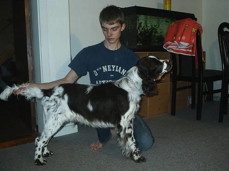 Engelsk springer spaniel Licensee Bodyguard billede 6