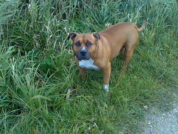 Amerikansk staffordshire terrier hansen - ved åen billede 4