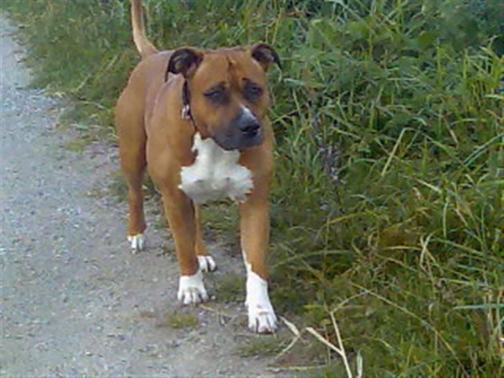 Amerikansk staffordshire terrier hansen - hov der er hvis lige an anden hund han skal holde øje med nu,, billede 5