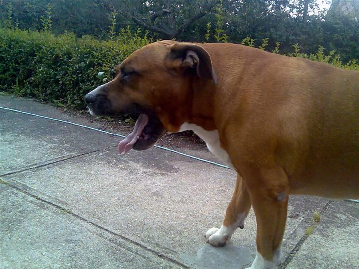 Amerikansk staffordshire terrier hansen - puha træt efter cykel tur,,ss billede 6