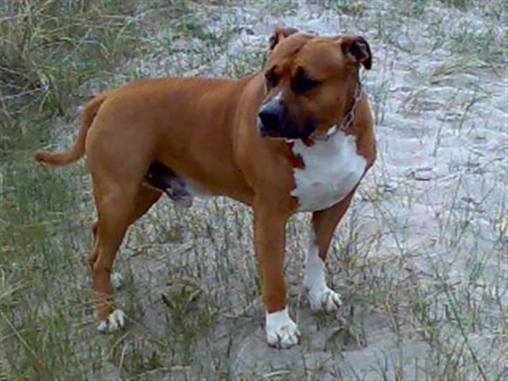 Amerikansk staffordshire terrier hansen billede 7
