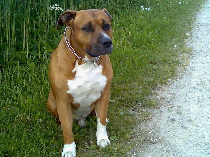 Amerikansk staffordshire terrier hansen billede 8