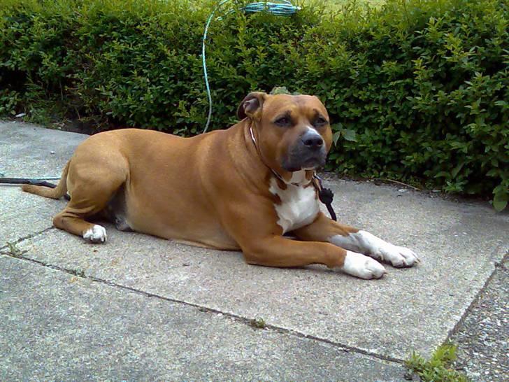 Amerikansk staffordshire terrier hansen - ligger lige og soler sig, han er syg med sol han kan ligge i solen hele dagen. billede 9