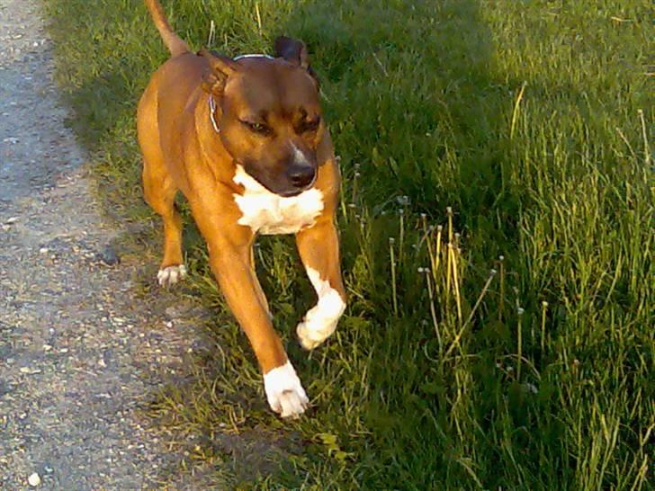 Amerikansk staffordshire terrier hansen - hansen i fuld løb ved åen i grenå billede 10