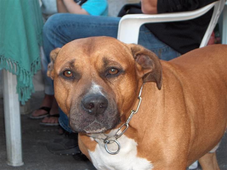 Amerikansk staffordshire terrier hansen billede 11