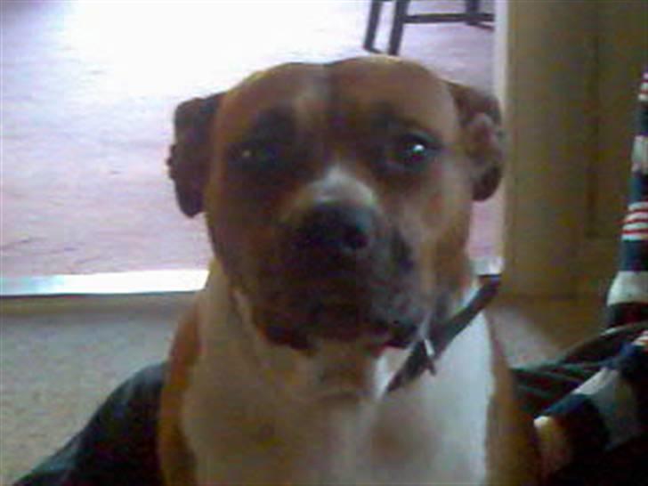 Amerikansk staffordshire terrier hansen - det her er hansens søster hende har mine forælder,, billede 12