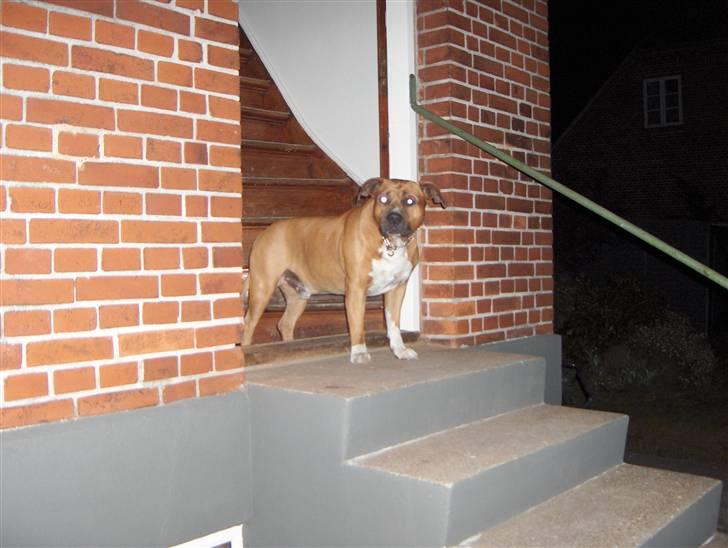 Amerikansk staffordshire terrier hansen - hansen står lige og spiller vigtig per.gg billede 13