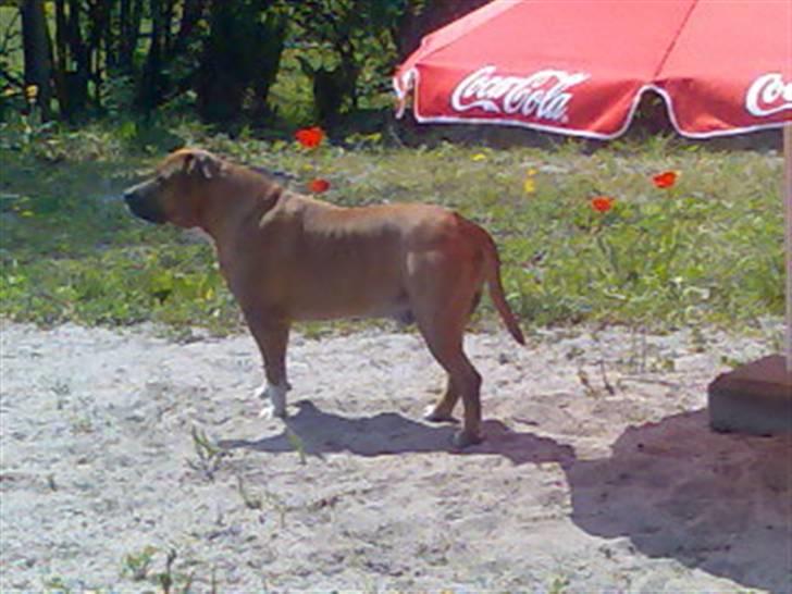 Amerikansk staffordshire terrier hansen billede 14