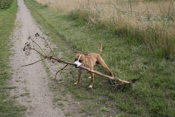 Blanding af racer Macho billede 12