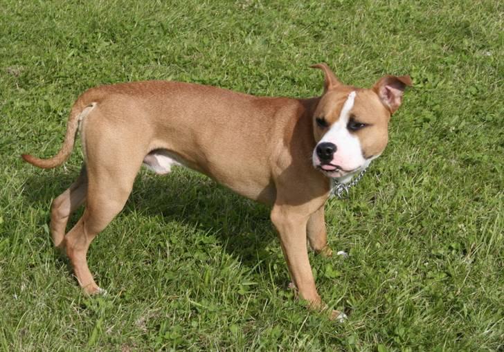 Blanding af racer Macho - HA...det er hvad jeg mener om at få taget billeder!!! billede 13