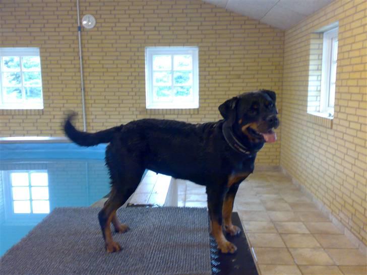 Rottweiler Marco`s Jessie billede 20