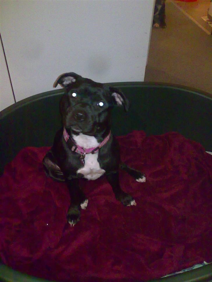 Staffordshire bull terrier Buffy billede 1