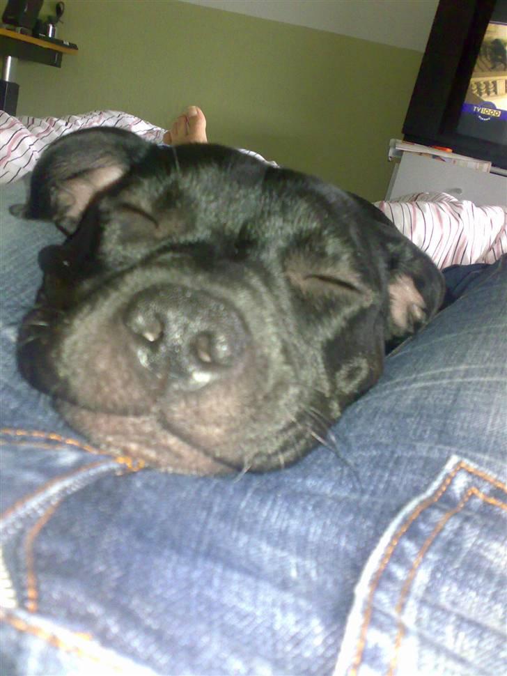 Staffordshire bull terrier Buffy billede 2