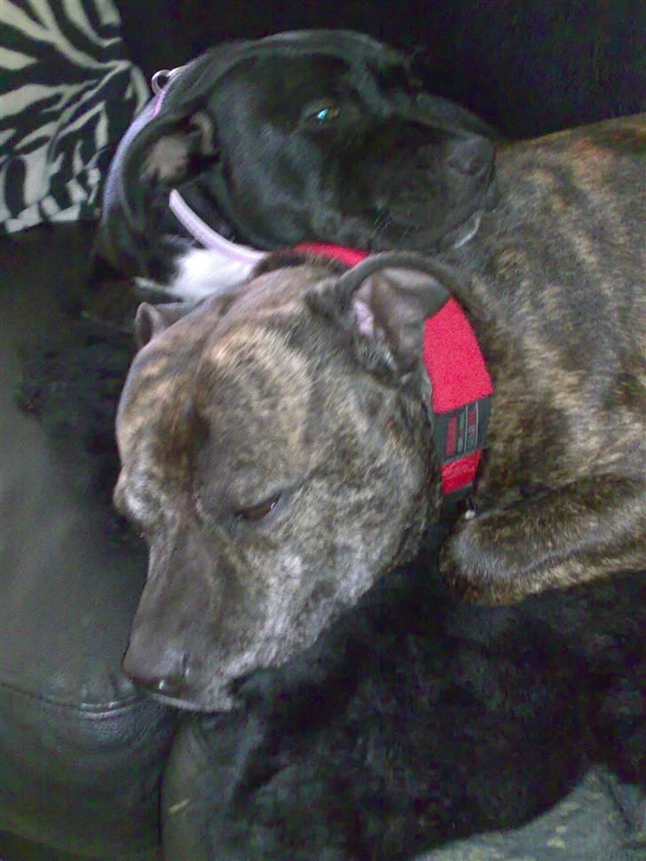 Staffordshire bull terrier Buffy billede 3