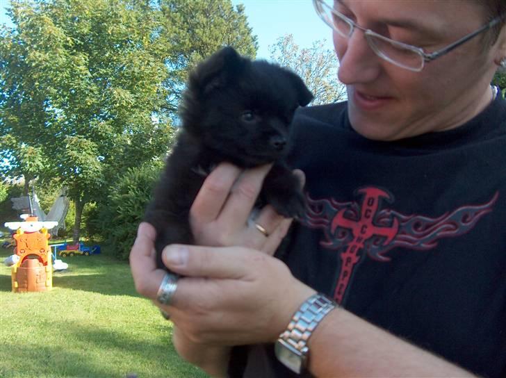 Blanding af racer Zeus - (zeus da vi hentede ham) Nøj han er stor, ham min far, billede 12