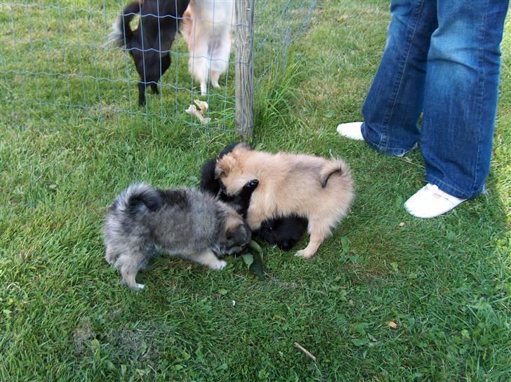 Blanding af racer Zeus - Zeus 7½ uge. (det er zeus nederst) billede 13