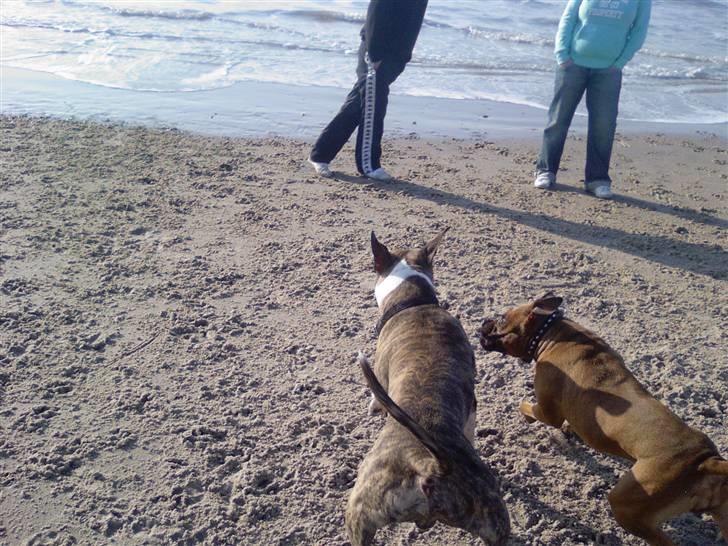 Amerikansk staffordshire terrier pumba billede 5