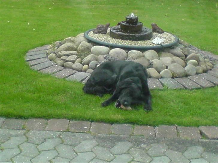 Blanding af racer Locky <3 r.i.p :'( - F o r d i  d u  e r  h u n d e n  i  m i t  l i v  ! billede 9