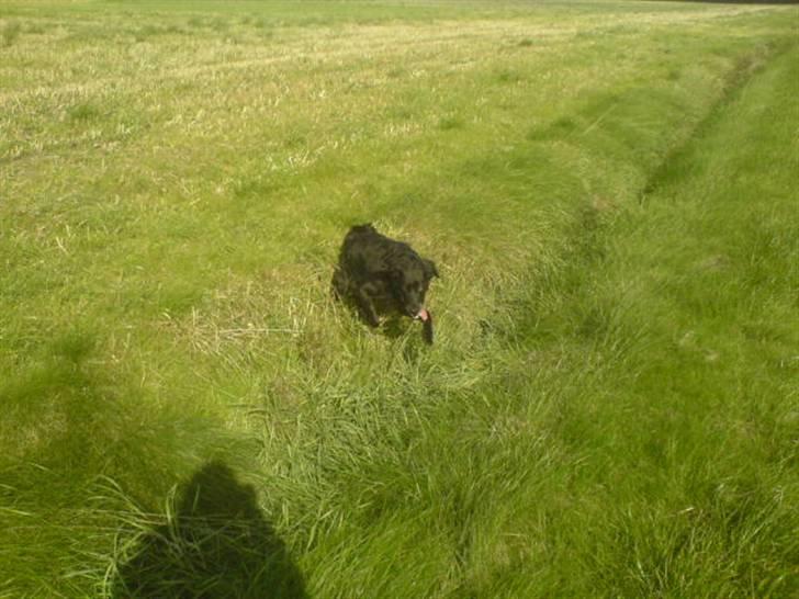 Blanding af racer Locky <3 r.i.p :'( - F o r d i  d u  e r  h u n d e n  i  m i t  l i v  ! billede 10