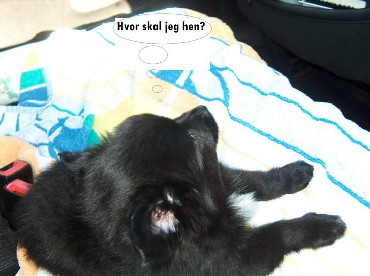 Blanding af racer Zeus - Hvor skal jeg hen? (foto fra den dag vi hentede ham) billede 14