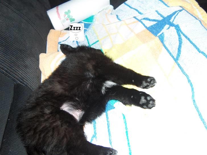 Blanding af racer Zeus billede 15