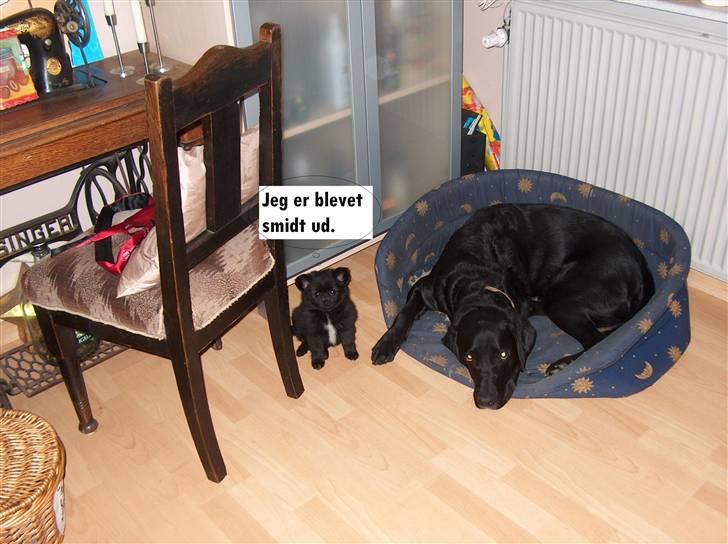 Blanding af racer Zeus billede 16