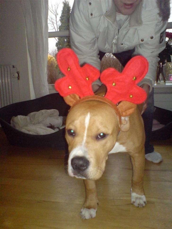 Blanding af racer Buller(Har fået nyt hjem) - Buller med nytårs gevir;-) billede 1