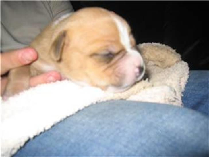 Blanding af racer Buller(Har fået nyt hjem) - Balder var lige blevet født. billede 2