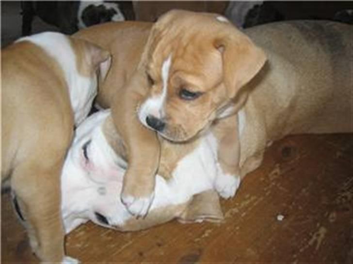 Blanding af racer Buller(Har fået nyt hjem) - Balder klatrer på mor. billede 3