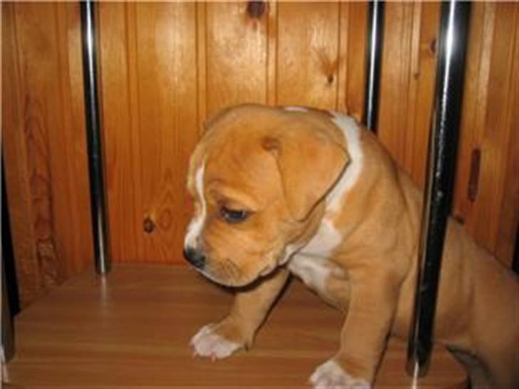 Blanding af racer Buller(Har fået nyt hjem) - Udforsker lige verden. billede 4