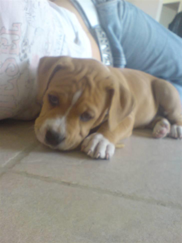 Blanding af racer Buller(Har fået nyt hjem) - Balder er lige kommet hjem til hans nye hjem og får en lille pind. billede 5