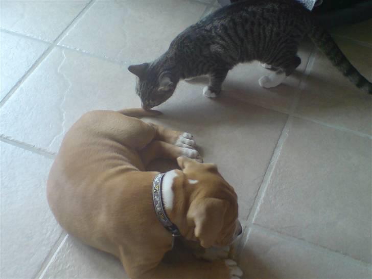 Blanding af racer Buller(Har fået nyt hjem) - Vores killing og Balder er gode venner. billede 6