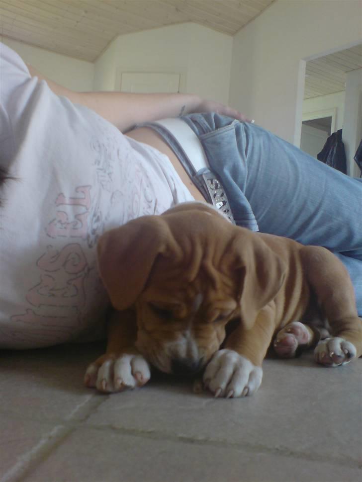 Blanding af racer Buller(Har fået nyt hjem) - Dejligt med et tyggepind. billede 7