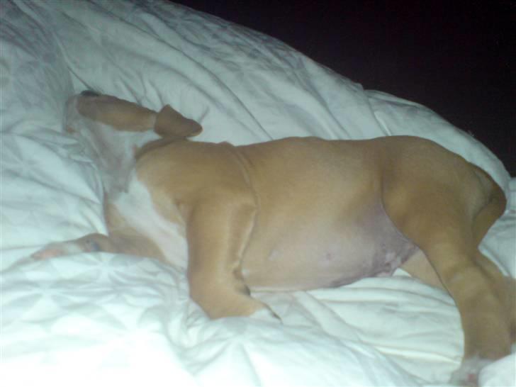 Blanding af racer Buller(Har fået nyt hjem) - Så er det tid til en lur.. billede 8