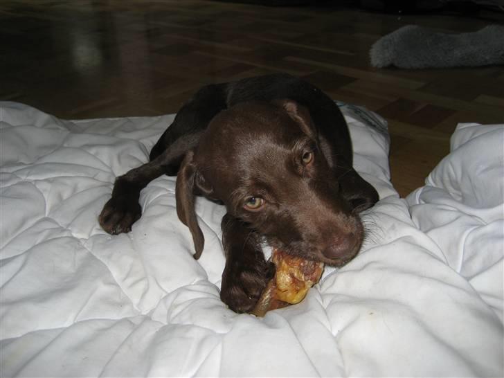 Blanding af racer Bella billede 1