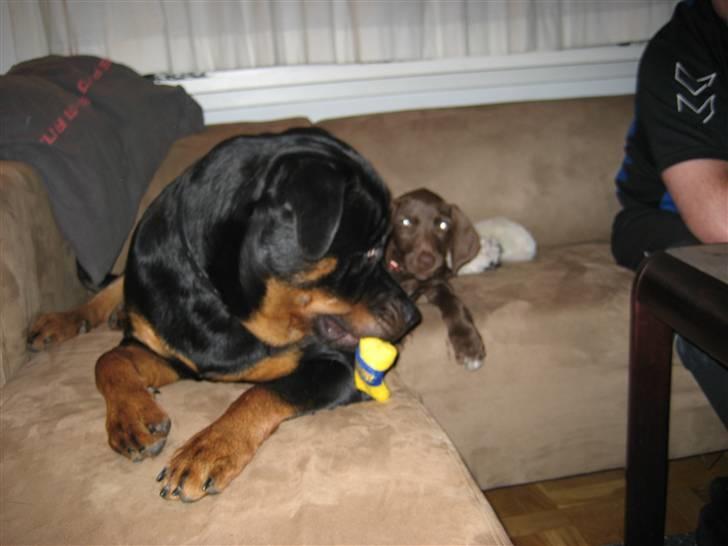 Blanding af racer Bella billede 2