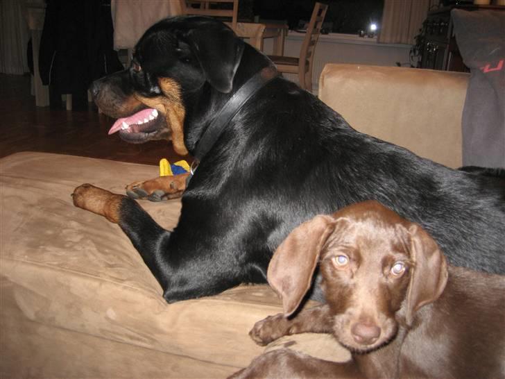 Blanding af racer Bella billede 3