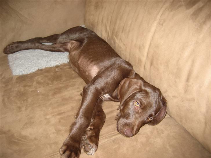 Blanding af racer Bella billede 4