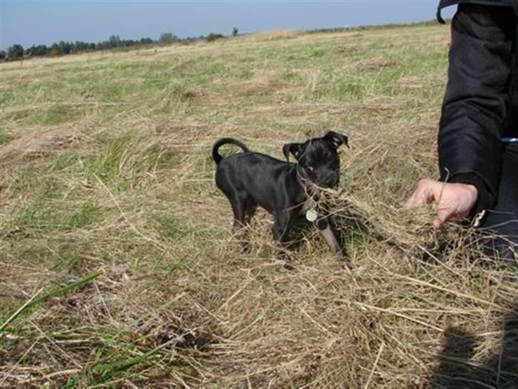 Blanding af racer Pinscher/gårdhund- Chilly - Dejligt, frisk hø. billede 19