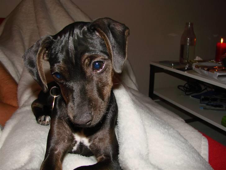 Blanding af racer Pinscher/gårdhund- Chilly - Kan I se mit kryds på brystet? billede 20