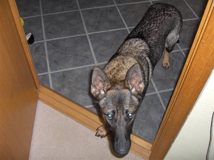 Schæferhund Fjolle billede 2